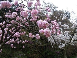 桜.jpg
